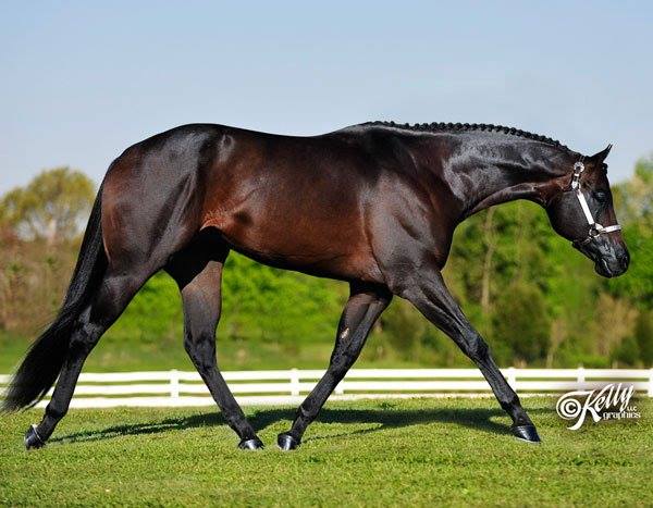 Profile (Trotting)