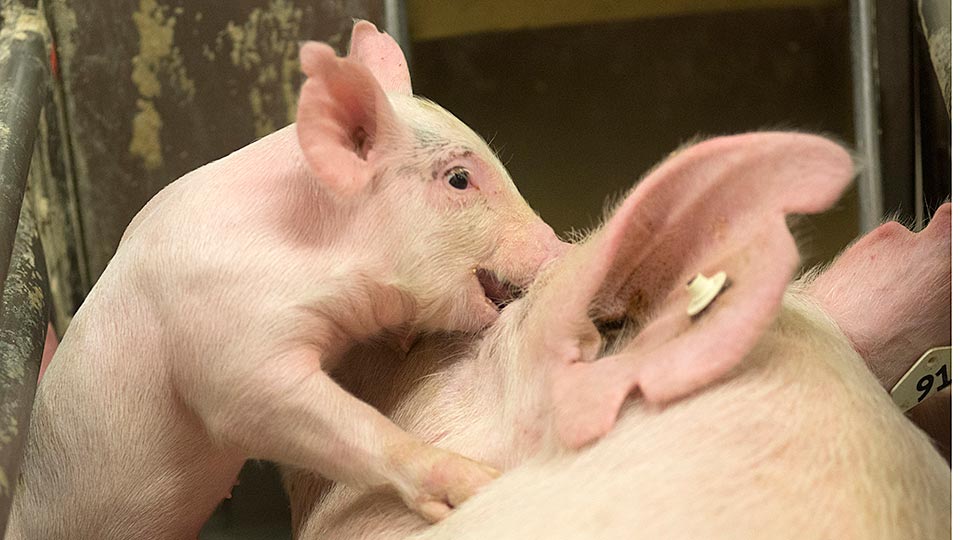 A piglet stands near its mom's ear. (Gregory Urquiaga/UC Davis)