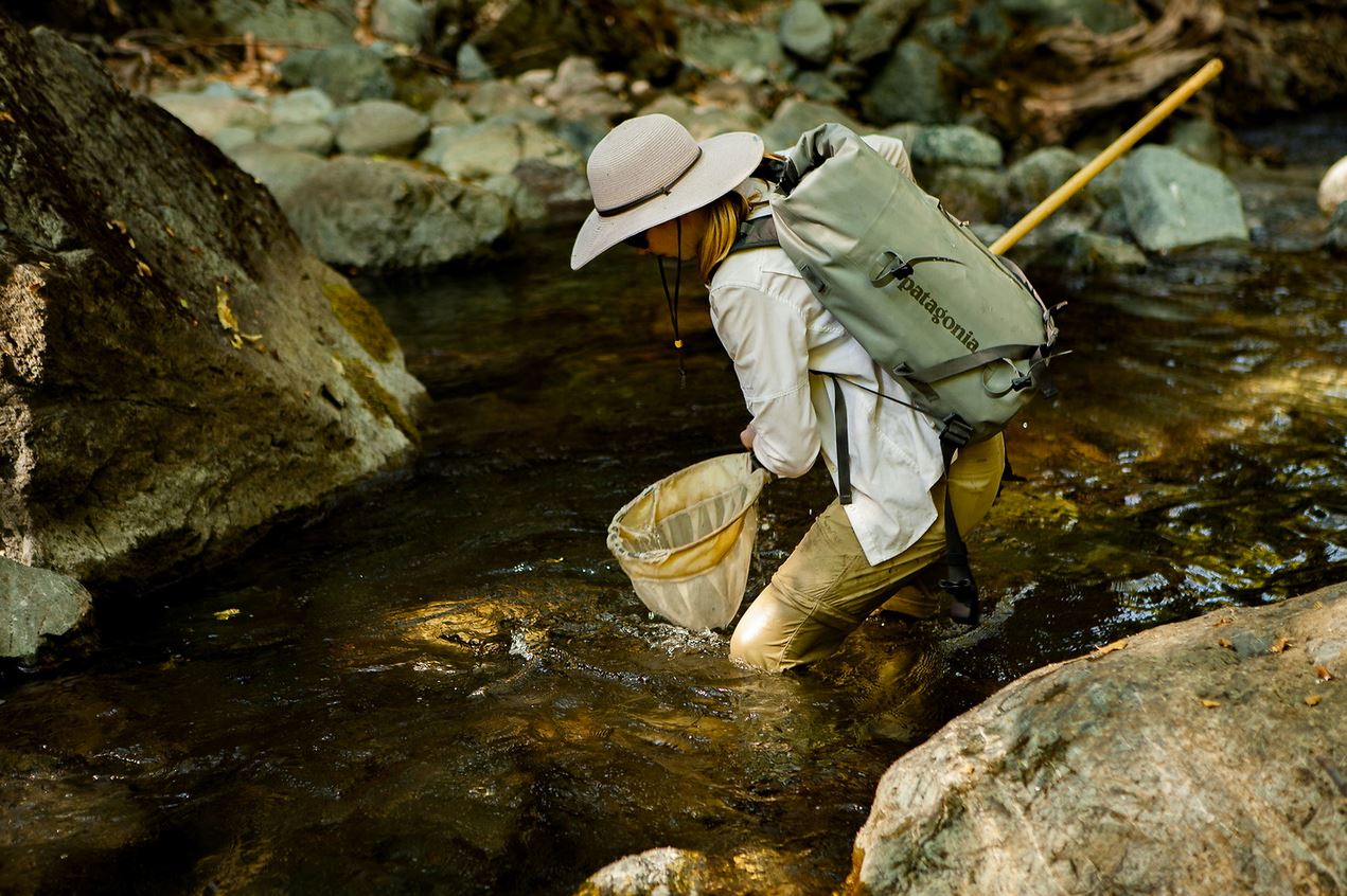 UC Davis doctoral student Tasha Thompson samples juvenile steelhead in Salmon River, California. (Mikal Jakubal photo)