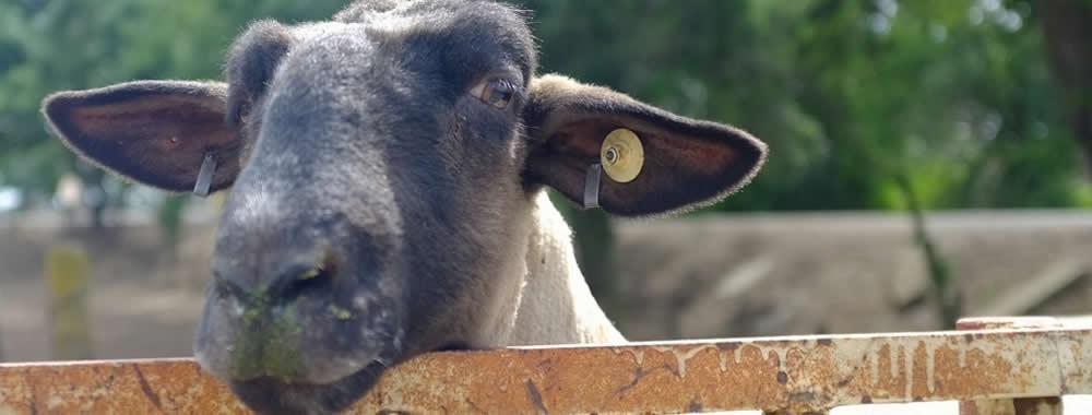 Sheep