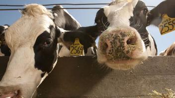 Dairy Facility