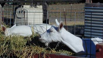 Goat Facility