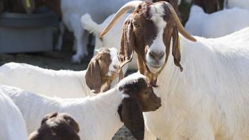 Goat Facility