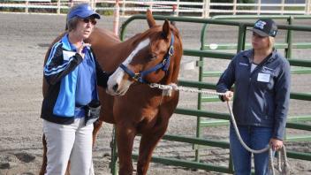 Scenes from Horse Day 2016