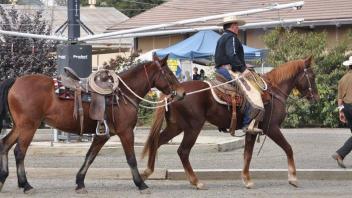 Scenes from Horse Day 2016