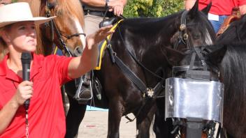 Scenes from Horse Day 2015