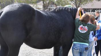 Scenes from Horse Day 2015