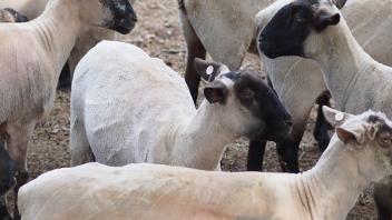 Sheep Facilities