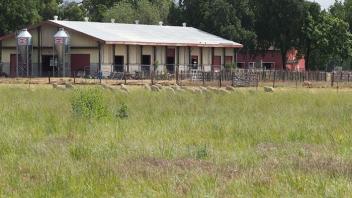 Sheep Facilities