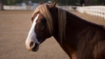 Truffles, the oldest Santa Cruz Island stallion at El Campeon Farms, just after breakfast. Photo by Karin Higgins.