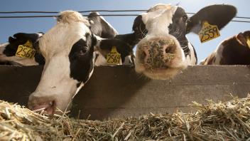 Dairy Facility