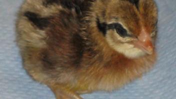 Red Jungle Fowl - UCD001 Hatched July 2005 Photo by M.E. Delany