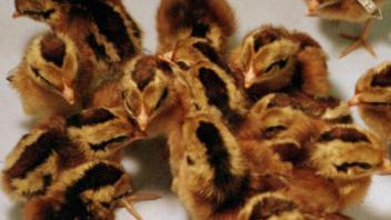 Red Jungle Fowl - UCD001 Hatched July 2005 Photo by M.E. Delany