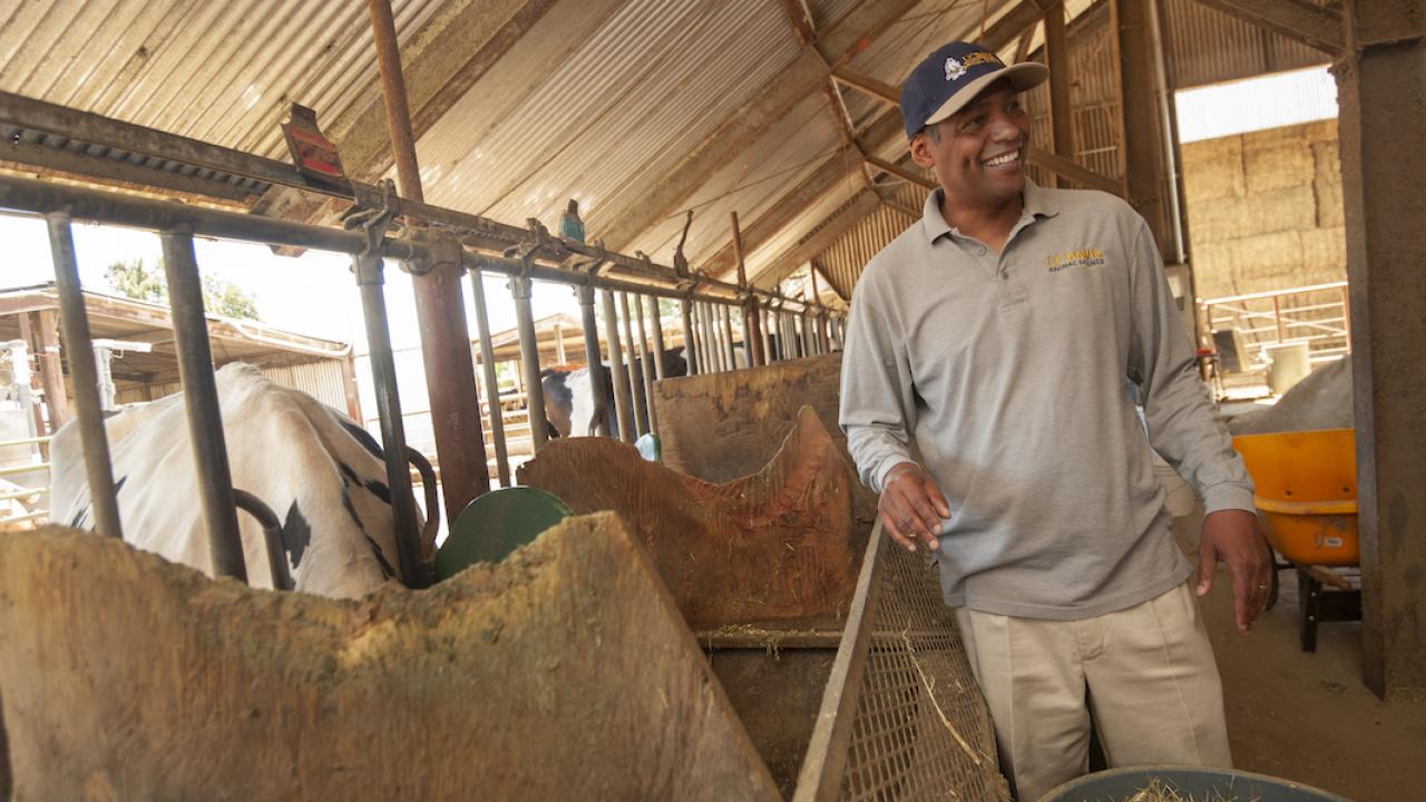 Professor Ermias Kebreab with the UC Davis Department of Animal Science is conducting research with dairy cows to find out if seaweed will reduce methane emissions from cattle. Results are promising, but not final. (Gregory Urquiaga/UC Davis) Professor Ermias Kebreab with the UC Davis Department of Animal Science is conducting research with dairy cows to find out if seaweed will reduce methane emissions from cattle. Results are promising, but not final. (Gregory Urquiaga/UC Davis)