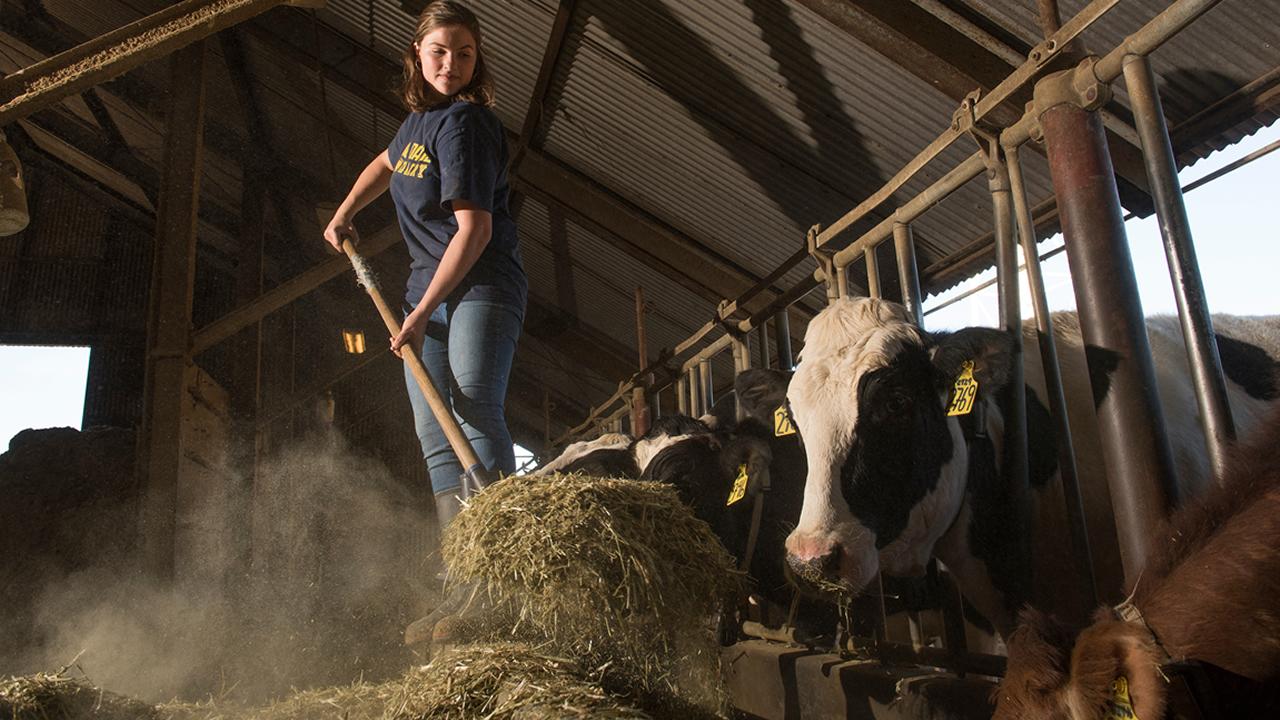 Dairy resident Teresa Greenhut shovels feed (Photo by Karin Higgins) Dairy resident Teresa Greenhut shovels feed (Photo by Karin Higgins)