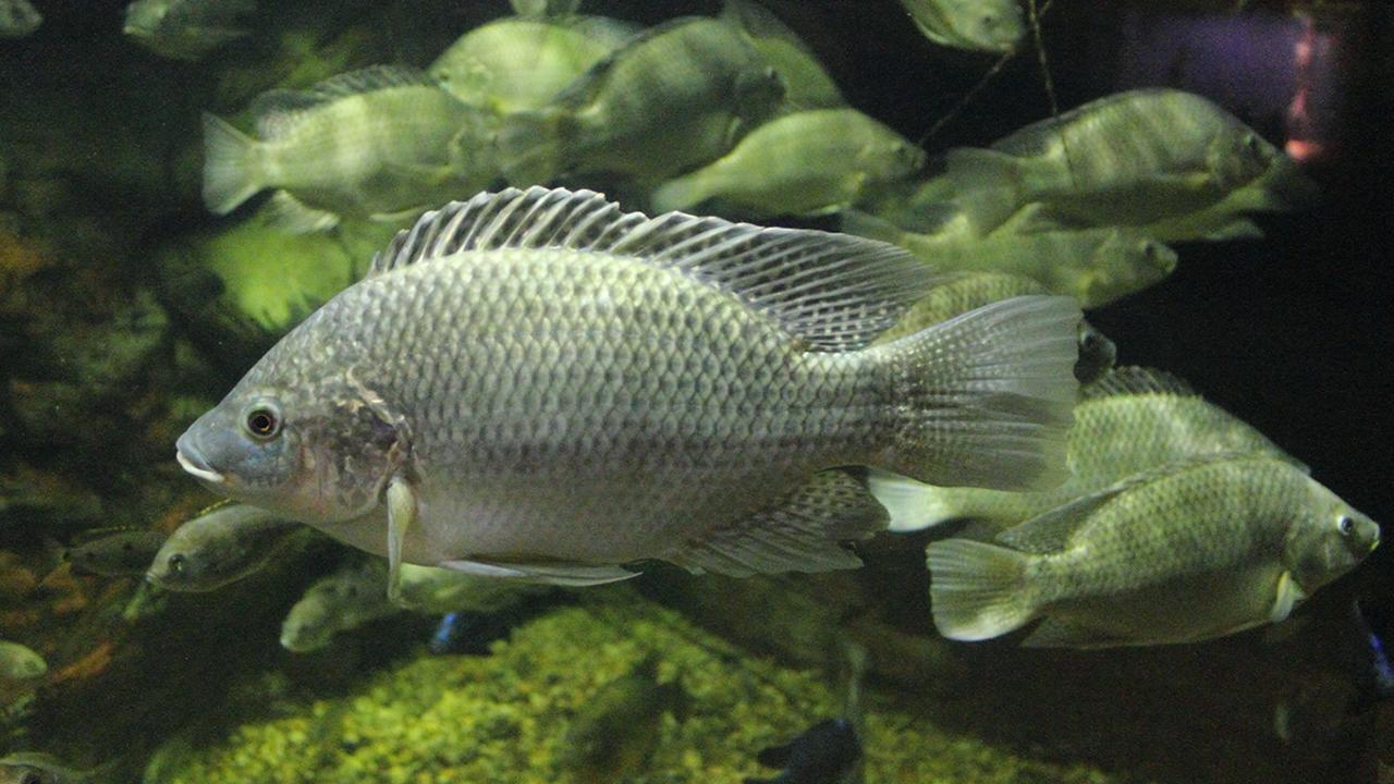 Photo by Greg Hume/Creative Commons Studying Mozambique tilapia, the researchers found that short DNA segments enhance expression of genes that regulate the fish's internal body chemistry in response to salinity stress. (Photo by Greg Hume/Creative Commons)