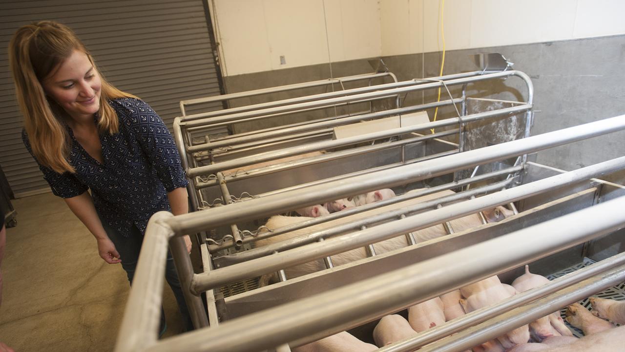 Animal science professor Kristina Horback (Gregory Urquiaga/UC Davis) Tina Horback