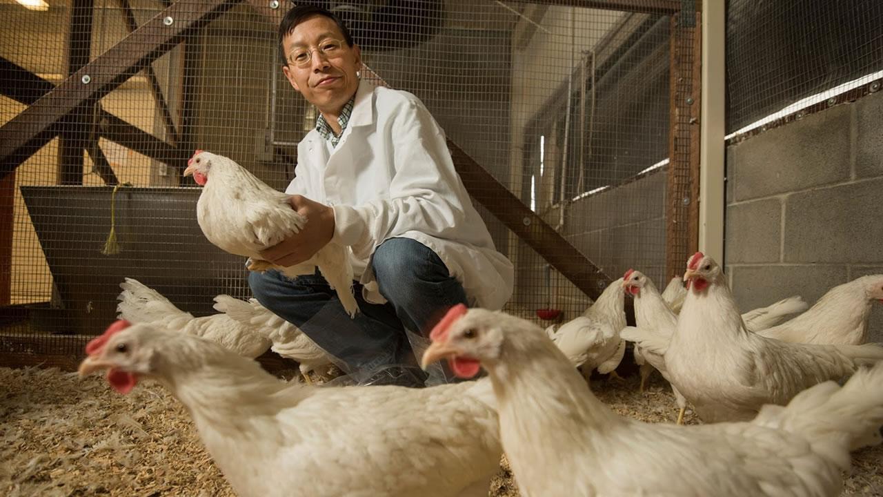 UC Davis geneticist and animal science professor Huaijun Zhou Huaijun Zhou