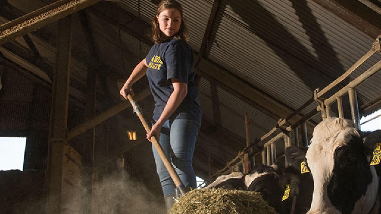 Barn Residency Student at Dairy