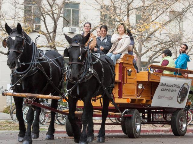 Draft Horse Club