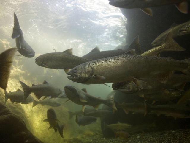 Salmon