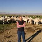 Justin Buchanan, a UC Davis postdoctoral researcher for Alison Van Eenennaam of the Department of Animal Science, was hired by Simplot as a geneticist at the project’s conclusion.