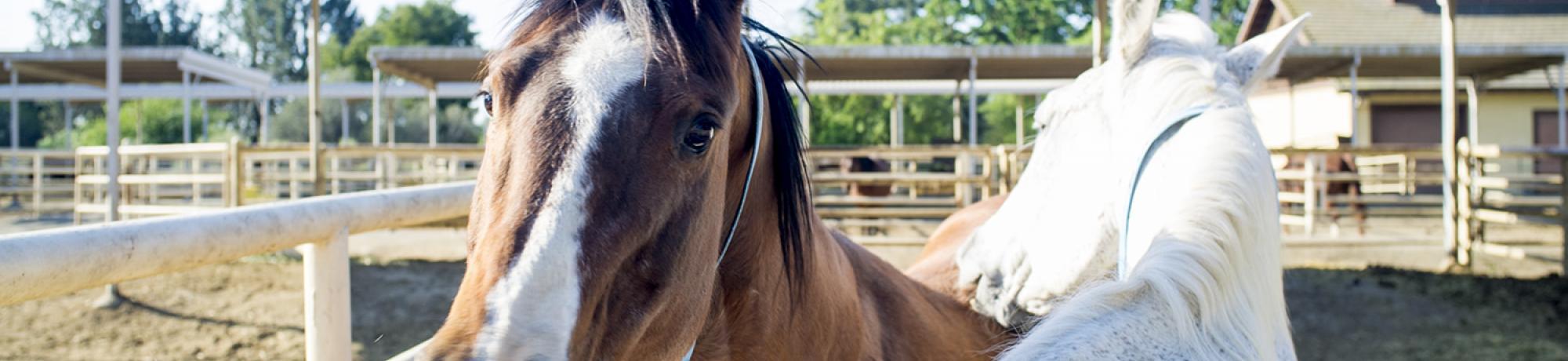 Horses