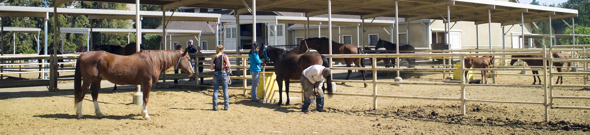 Horse Barn