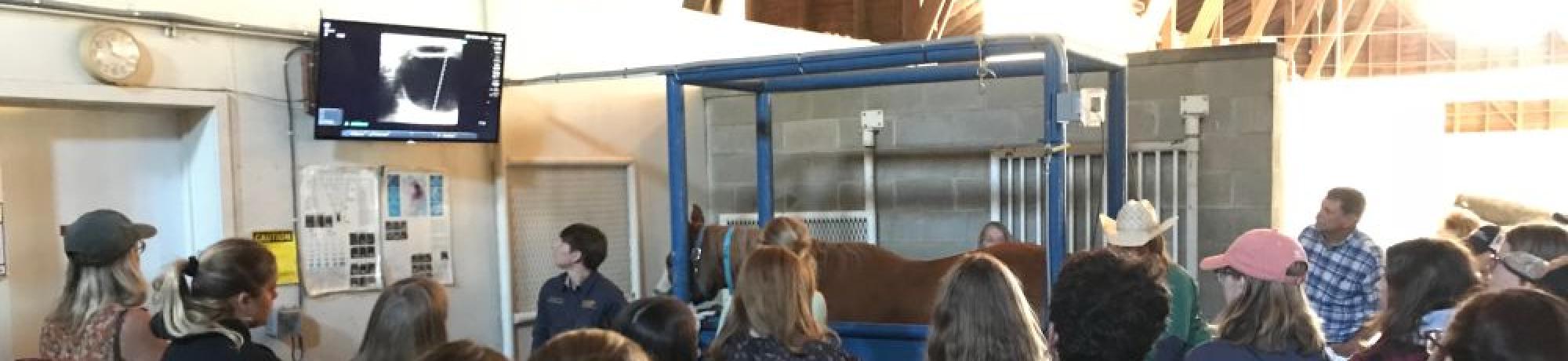 Horse Barn Palpation 2