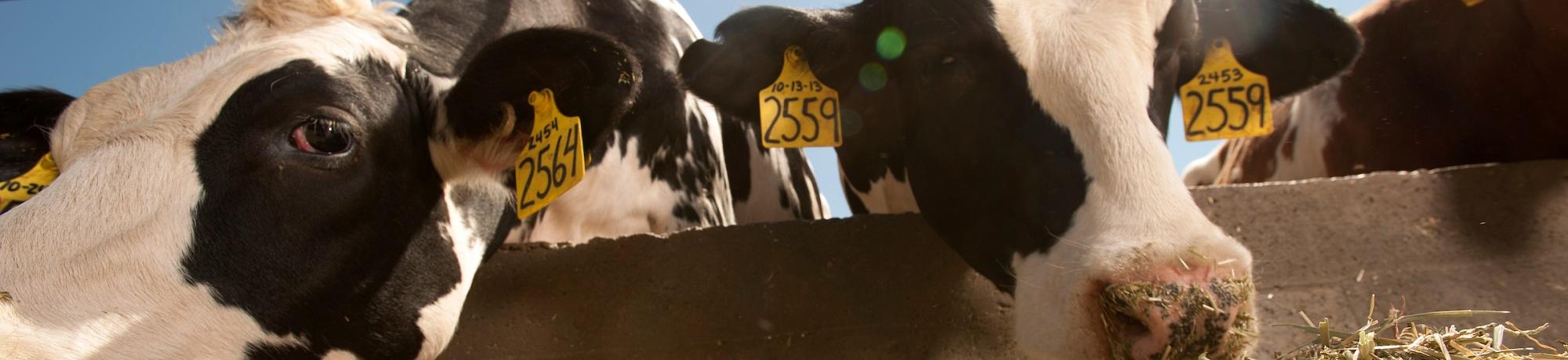 UC Davis dairy cattle