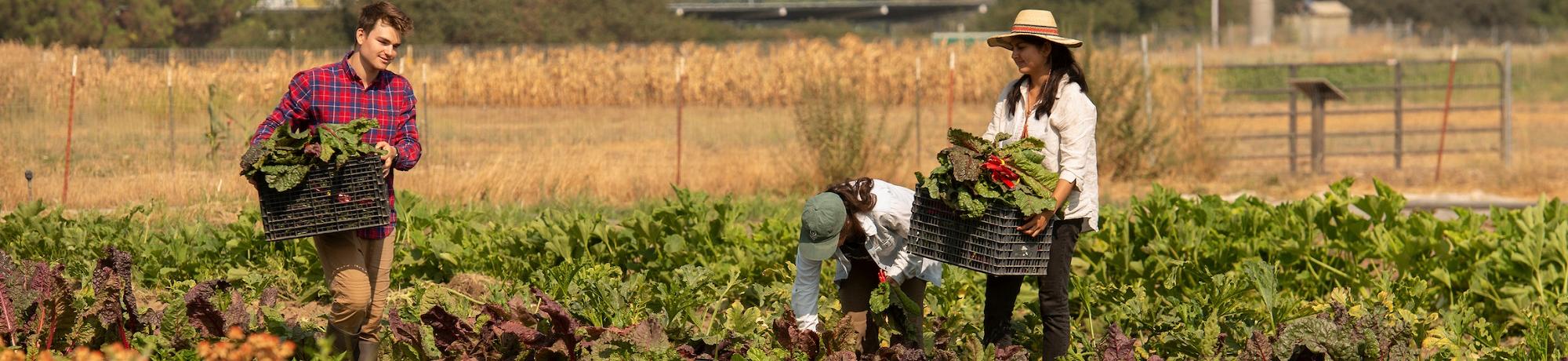 Students working at the Student Farm